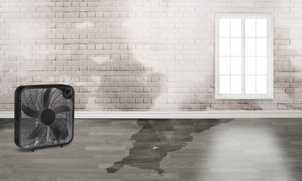 Best Carpet water damage restoration  in Piedmont, SD
